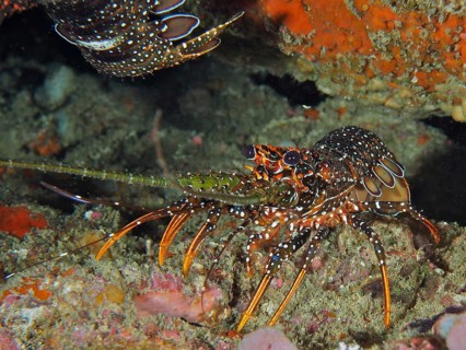 A lively spiny crayfish with orange markings, the spotted spiny crayfish (Panulirus guttatus),