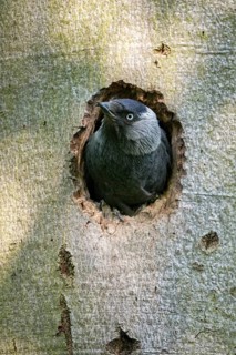 Corvus monedula, jackdaw, tree-breeding jackdaws, tree breeders, birds, corvidae family of birds,