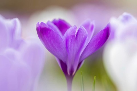 Close-up of violet and white crocuses (Crocus sp.) blooming in flower garden in late winter, early