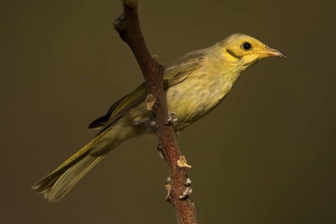 Yellow-tinted Honeyeater (Ptilotula flavescens), Western Australia, Australia