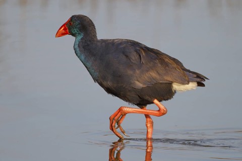 Western Swamphen (Porphyrio porphyrio) foraging, Spain