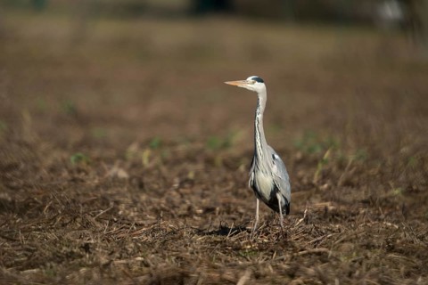 Ardea cinerea, heron, gray heron, birds, ciconiiformes, herons, walking birds, wading birds, birds