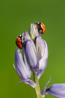 Seven-spot ladybird or ladybug (Coccinella septempunctata) two adult insects on a Bluebell flower