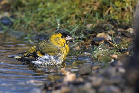 Carduelis spinus, siskin, spinus spinus, siskin, bath, bathe, bird bath, birds, male, passeri,