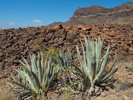 Century plants (Agave americana) against a rocky mountain under a cloudless blue sky, necropolis of