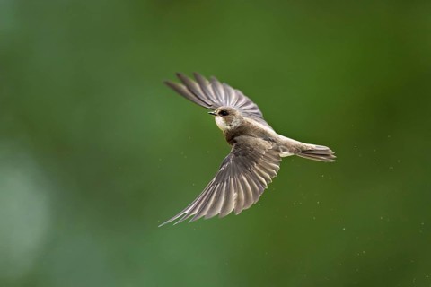 Sand martin (Riparia riparia), in flight, Reussegg nature reserve, Canton Aargau, Switzerland