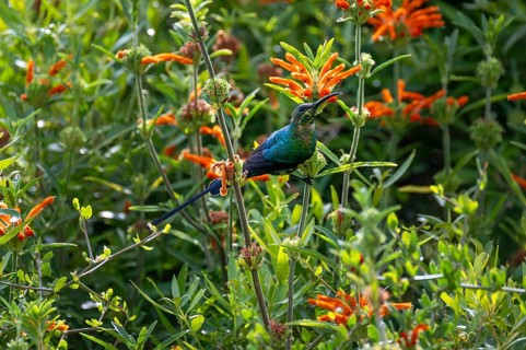 Malachite Sunbird (Nectarinia famosa) Male, Western Cape, South Africa