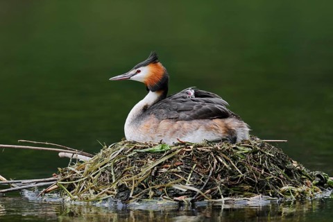 Great Crested Grebe (Podiceps scalloped ribbonfish) with chicks on the nest, North