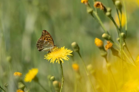 Silver-washed fritillary butterfly (Argynnis paphia) adult insect feeding on a Hawksbit flower in