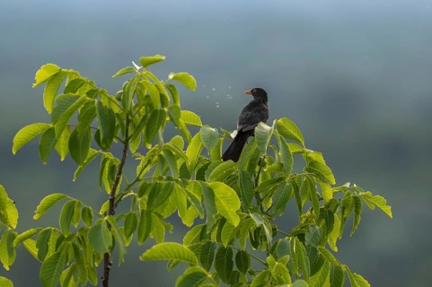 A blackbird (Turdus merula) is perched on a branch. The tree has green leaves. A blurred natural