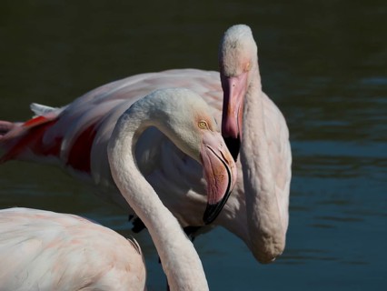 Two flamingos with striking pink plumage, the greater flamingo (Phoenicopterus roseus), stand close