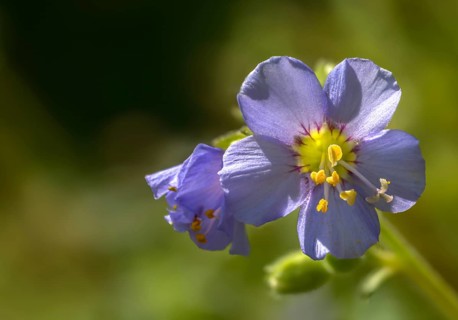 Jacob's Ladder spec., Polemonium Boreale, Boreal Jacobs Ladder, Flora, Northern Jacob's Ladde,