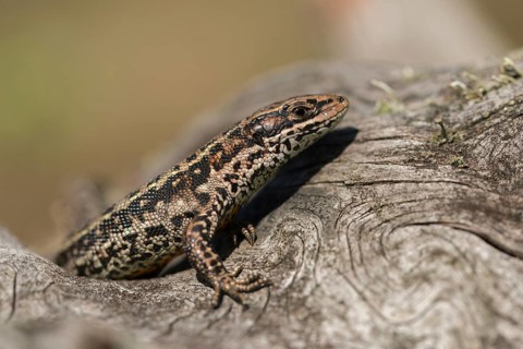 Mountain lizard, Lacerta vivipara, bog lizard, viviparous lizard, zootoca, common lizard, critters,