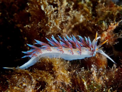 A vibrantly coloured nudibranch, the wandering thread snail (Cratena peregrina), glides across the
