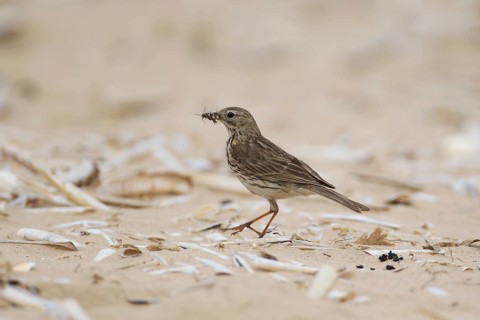 Meadow pipit (Anthus pratensis) adult bird collecting insects for food on a beach, England, United