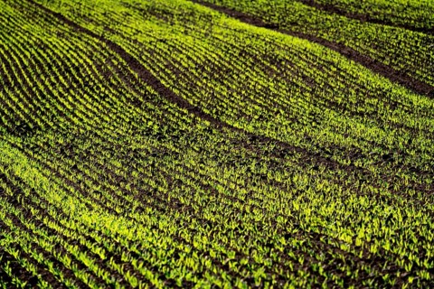 Cool-season cereals in autumn, Oberweser, Weser Uplands, Weserbergland, Hesse, Germany