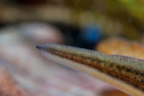 Threaded newt, Lissotriton helveticus, palmate newt, Triturus helveticus, amphibians, amphibians,