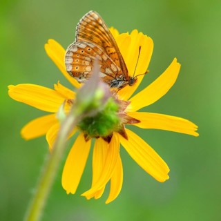 Bite tick moth, arnica montana, arnica, asteraceae, mountain welfare rental, euphydryas aurinia,