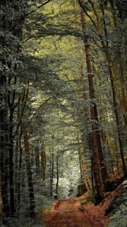 A narrow path leads through a dense forest with tall trees and soft lighting, quiet, melancholy