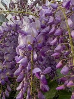 Chinese wisteria, Chinese wisteria, wisteria, wisteria, Chinaflor (Wisteria sinensis)