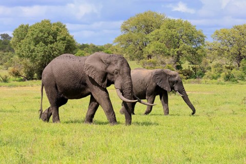 African elephant (Loxodonta africana), adult, two, running, foraging, Kruger National Park, Kruger