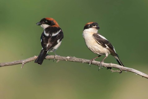 Lanius senator, red-headed shrike, woodchat shrike, birds, Bulgaria, female, male, passeri,