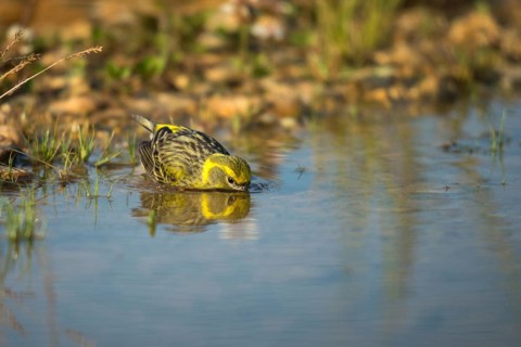 European Serin, serine, serinus serinus, bath, bird bath, birds, passeri, songbirds, potions,