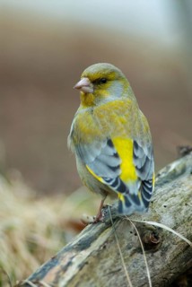 Carduelis chloris, chloris chloris, greenfinch, greenfinch, birds, high size, portrait format,