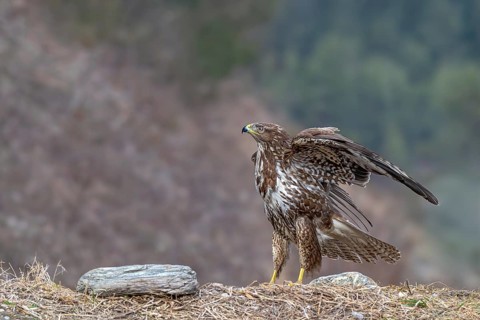 A common buzzard (Buteo buteo) perched on the ground, Terfens, Tyrol, Austria