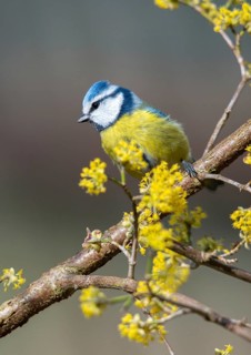 Blue tit, parus caeruleus, birds, spring, high size, portrait format, tits, passeri, songbirds,