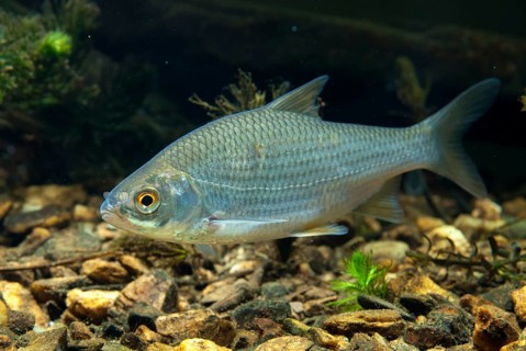 Roach, rutilus rutilus, swan, feather, fish, fishes, pisces