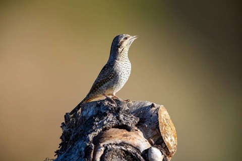 Eurasian wryneck (Jynx torquilla) Germany