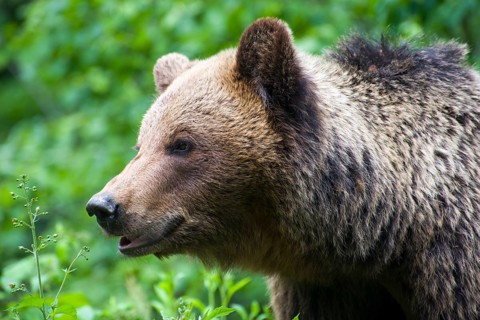 A brown bear in a green forest, looking curious and peaceful, European brown bear (Ursus arctos