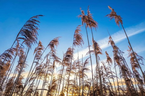 Reeds (Phragmites australis) against a blue sky in the winter evening sun