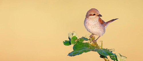 Red-backed shrike (Lanius collurio), Pie-griËche Ècorcheur, AlcaudÛn Dorsirrojo, Spider, spider,