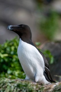 Alca Torda, Norway, Razorbill, Tordalk, Varanger, Alcidae, Alkenvögel, birds, high size, portrait
