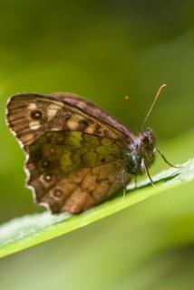 Leaf butterfly, pararge aegeria, speckled wood, forest board game, butterfly, high size, portrait