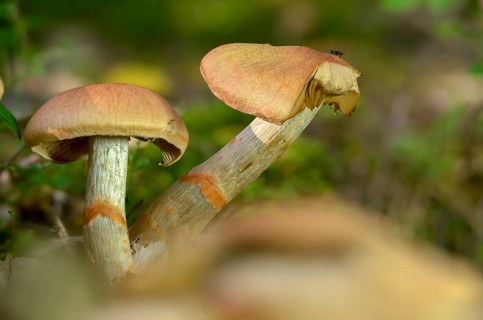 Cortinarius armillatus, decorated girdle foot, girdle foot, fungi, fungi, red-banded cortinarius