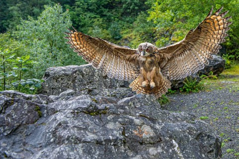 Eurasian Eagle-owl (bubo bubo) flying, Gerolstein, Rhineland-Palatinate, Germany