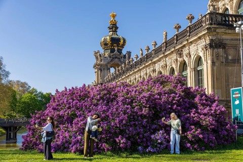 Cheerfully over the trampling tourists in front of the magnificent lilac bushes at the Langgalerie