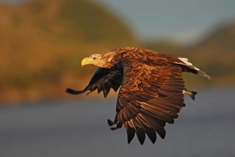 A white-tailed eagle is catching a fish off the Norwegian coast | White-tailed eagle (Haliaeetus