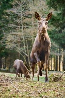 Elk (Alces alces) standing on a meadow on the edge of a forest, Bavaria, Germany