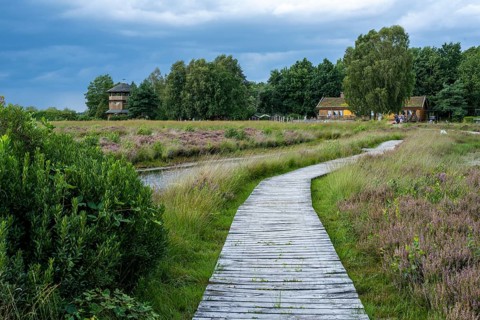 Blooming heath at Haus im Moor in Goldenstedter Moor in Oldenburger Münsterland, Goldenstedt, Lower