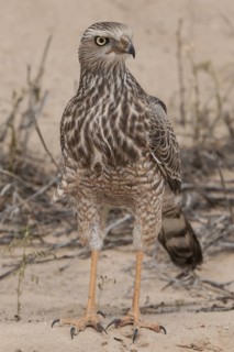 Pale Chanting Goshawk (Melierax canorus) juvenile, Northern Cape, South Africa