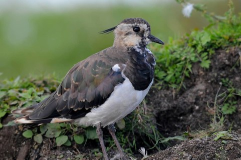Lapwing, vanellus vanellus, birds, charadriiformes, limikolen, plovers, birds, waders, waders