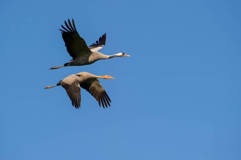 Flying cranes (Grus grus) in the sky, Groß Mohrdorf, Lower Saxony, Germany