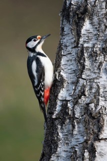 Great Spotted Woodpecker (Dendrocopos major), Vechta, Lower Saxony, Germany