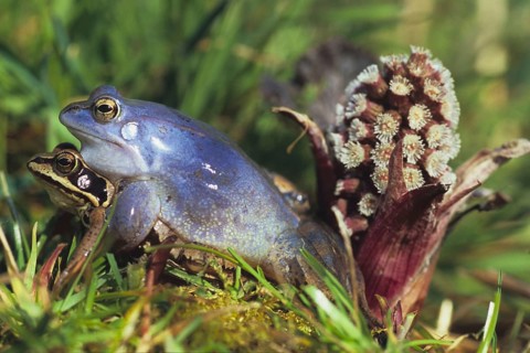 Moor Frog - mating - Koppula, Germany, Federal Republic of Germany