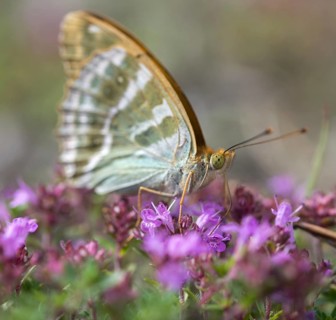 Argynnis Paphia, Kaisermantel, Silver-Washed Fritillary, Butterfly, Insects, Butterfly,