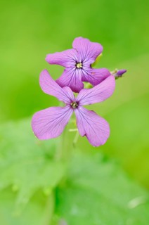 Annual honesty, Judas penny or garden moon violet (Lunaria annua), flowers, North Rhine-Westphalia,
